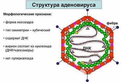 Строение аденовируса