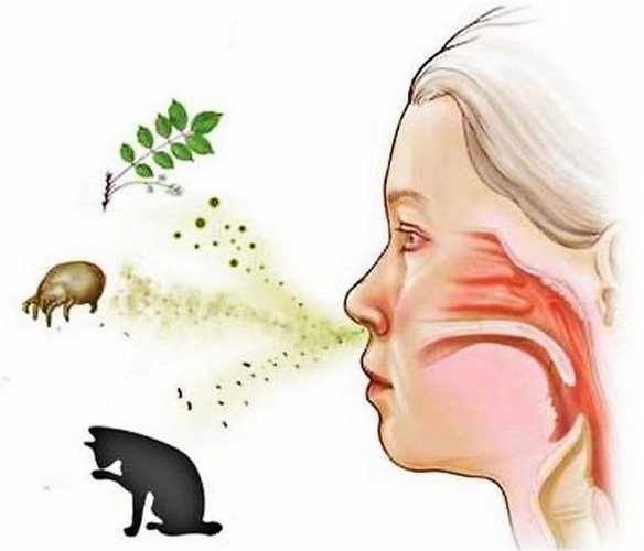 Аллергены и человек
