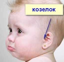 Козелок уха