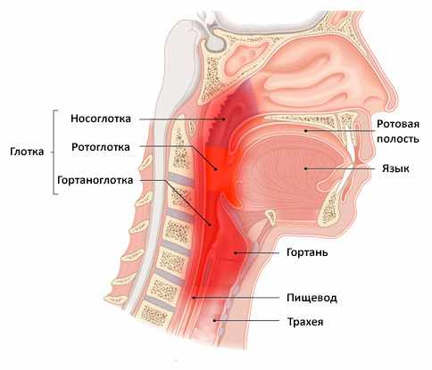 Строение глотки