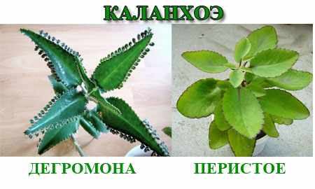 Виды каланхоэ