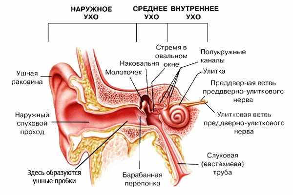 Строение уха