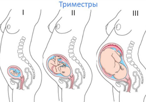 Триместры беременности