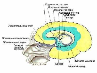 Строение мозга и запахи