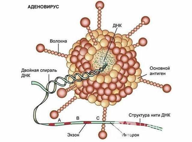 аденовирус