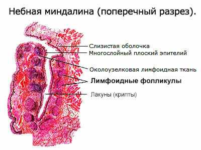 4564