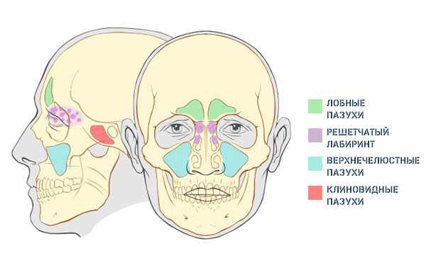 Пазухи носа картинки анатомия гайморит