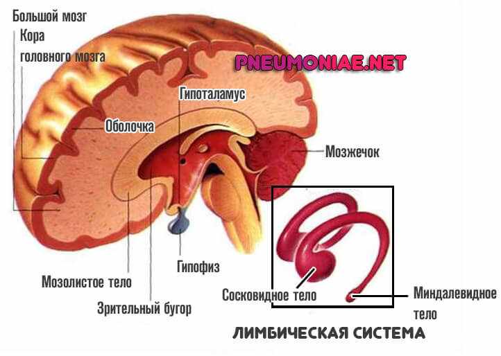лимбическая-система