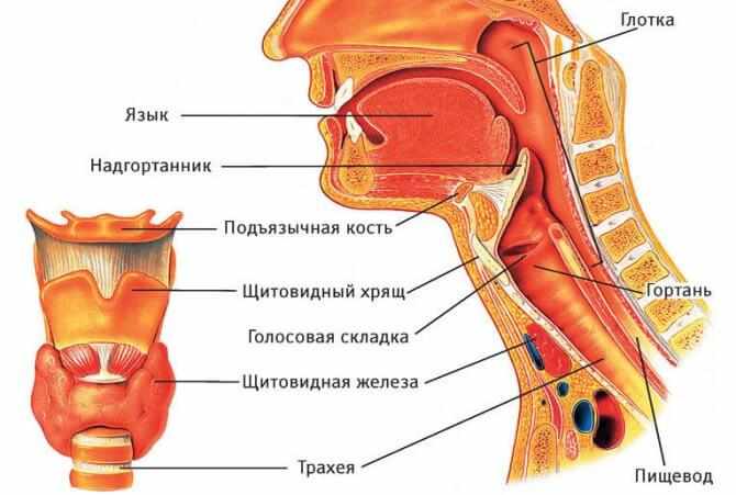 строение гортани