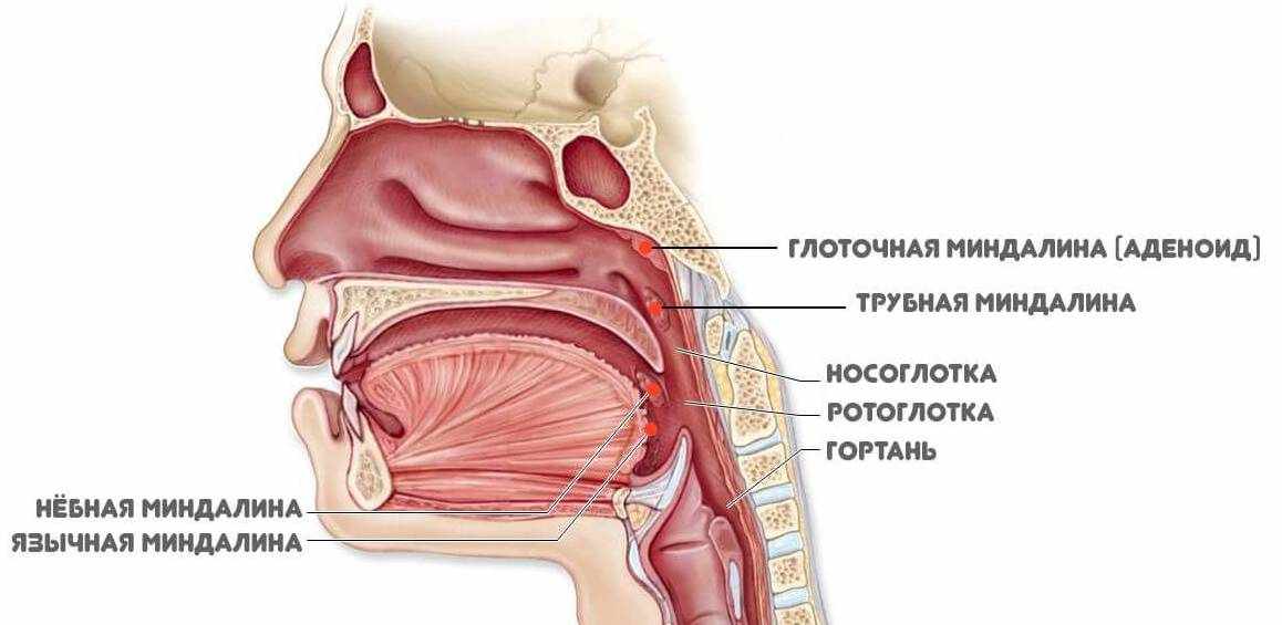 Гланды строение схема