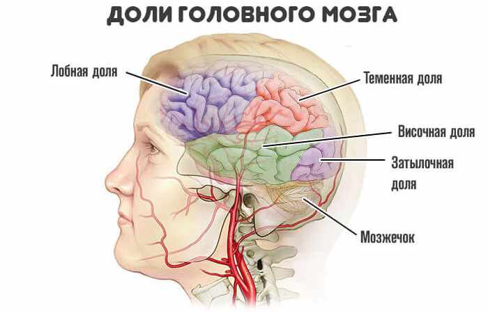 доли-головного-мозга