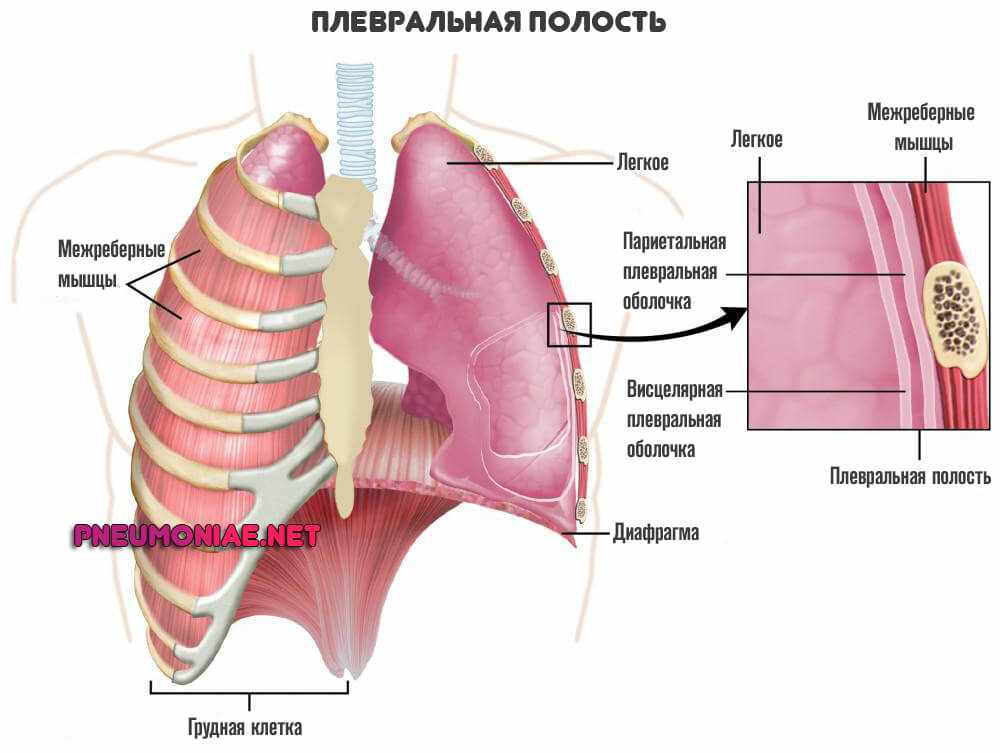 плевральная-полость