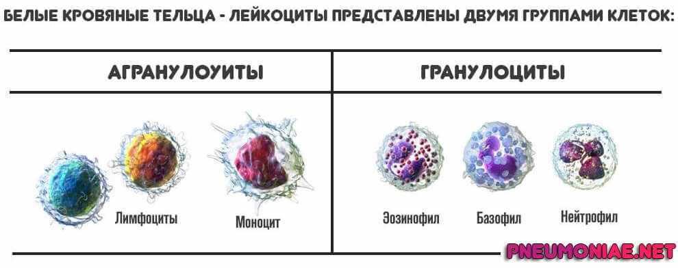 гранулоциты