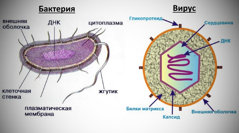 как отличить вирусный насморк от бактериального