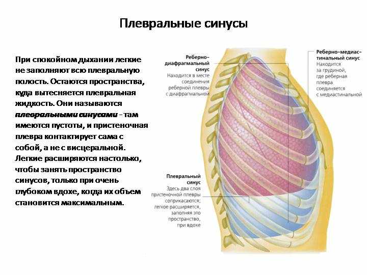 Что такое плевральная полость?