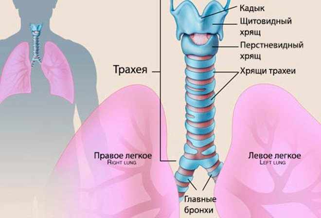 Как лечится трахеит?