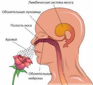 Потеря обоняния - причины и лечение