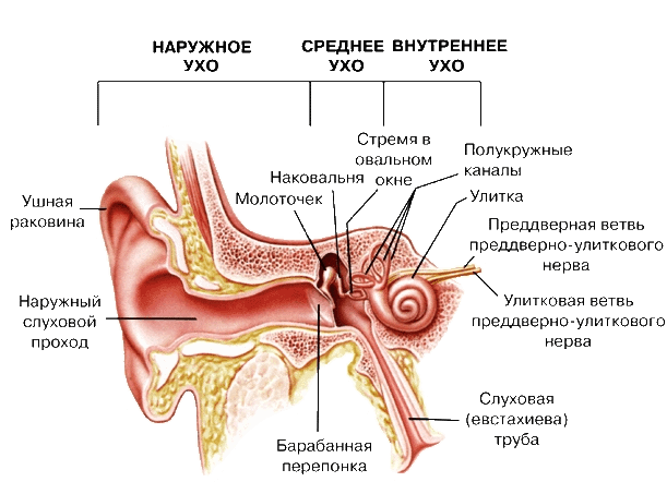 строение уха человека