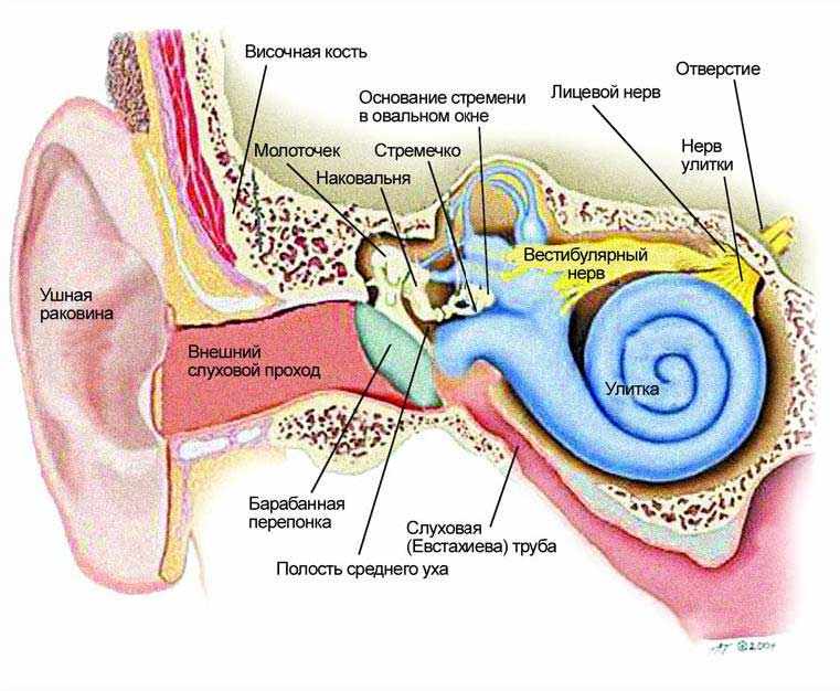 строение человеческого уха