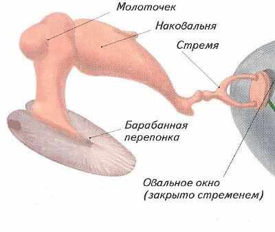 строение среднего уха
