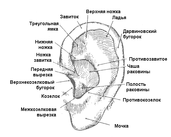 строение наружного уха