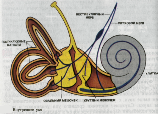 Структура лабиринта
