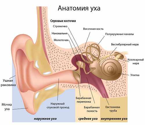 строение уха