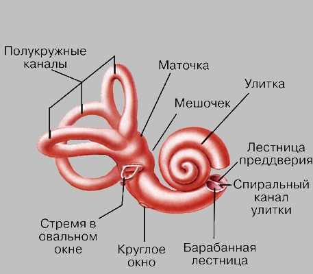 строение внутреннего уха