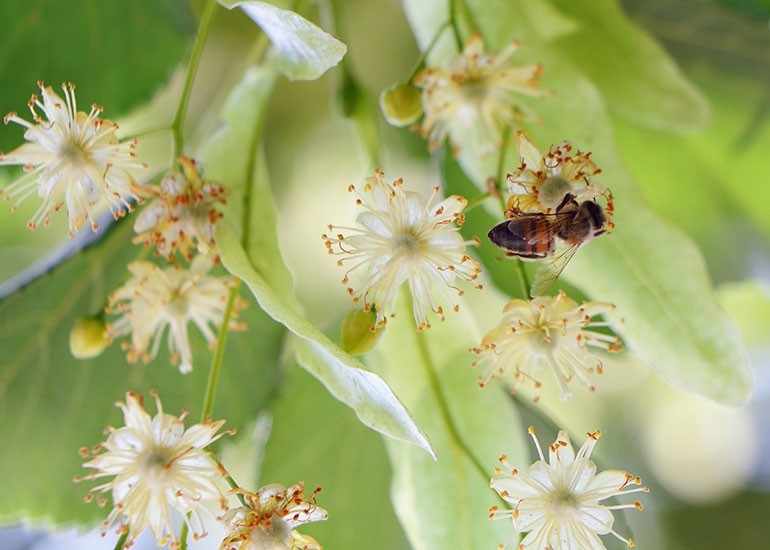 Пчела на цветке липы